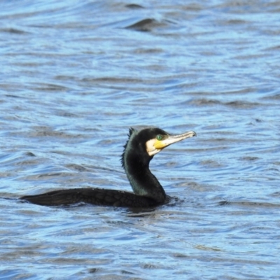 Phalacrocorax carbo (Great Cormorant) at Coombs Ponds - 8 May 2020 by HelenCross