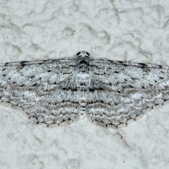 Phelotis cognata (Long-fringed Bark Moth) at Ainslie, ACT - 18 May 2020 by jbromilow50