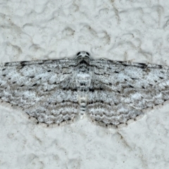Phelotis cognata (Long-fringed Bark Moth) at Ainslie, ACT - 17 May 2020 by jbromilow50