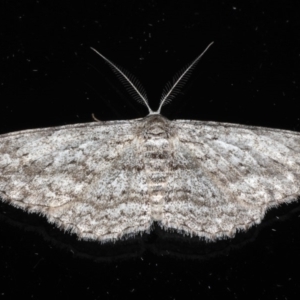 Phelotis cognata at Ainslie, ACT - 18 May 2020