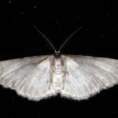 Phelotis cognata at Ainslie, ACT - 18 May 2020