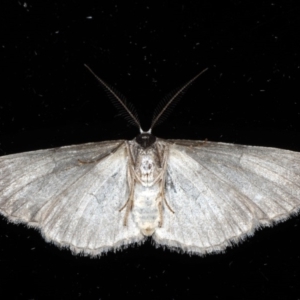 Phelotis cognata at Ainslie, ACT - 18 May 2020