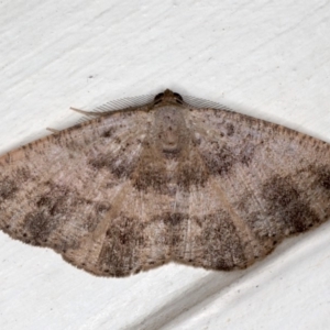 Casbia (genus) at Ainslie, ACT - 18 May 2020
