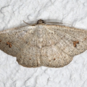 Casbia farinalis at Ainslie, ACT - 18 May 2020