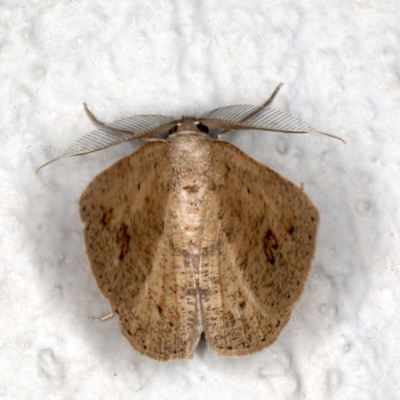 Casbia farinalis (Bleached Casbia) at Ainslie, ACT - 18 May 2020 by jbromilow50