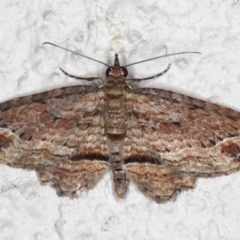 Chloroclystis filata (Filata Moth, Australian Pug Moth) at Ainslie, ACT - 18 May 2020 by jbromilow50
