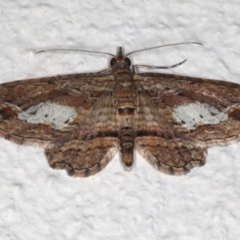 Chloroclystis filata at Ainslie, ACT - 18 May 2020