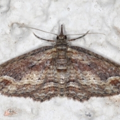 Chloroclystis filata at Ainslie, ACT - 18 May 2020