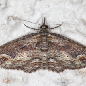 Chloroclystis filata at Ainslie, ACT - 18 May 2020