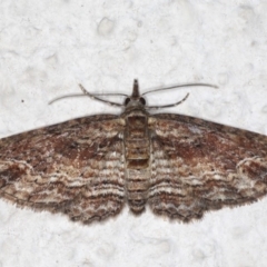 Chloroclystis filata at Ainslie, ACT - 18 May 2020