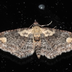 Pasiphilodes testulata (Pome looper) at Ainslie, ACT - 18 May 2020 by jb2602