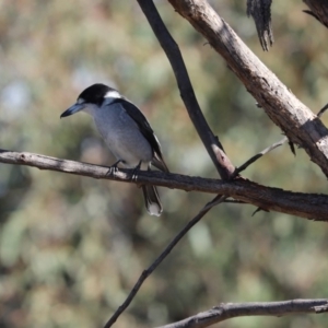 Cracticus torquatus at Cook, ACT - 19 May 2020 12:58 PM