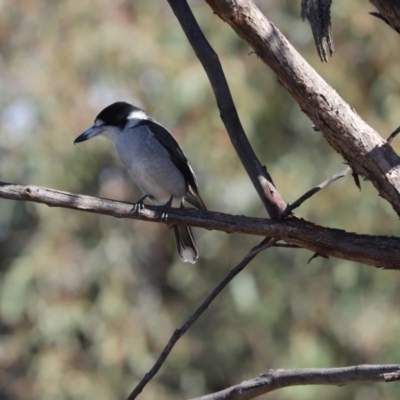 Cracticus torquatus (Grey Butcherbird) at Cook, ACT - 19 May 2020 by Tammy