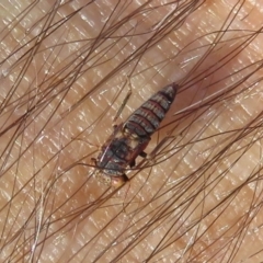 Cicadellidae (family) at Jerrabomberra, ACT - 14 May 2020