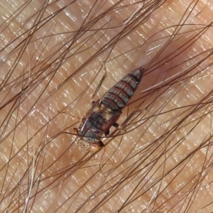 Cicadellidae (family) at Jerrabomberra, ACT - 14 May 2020