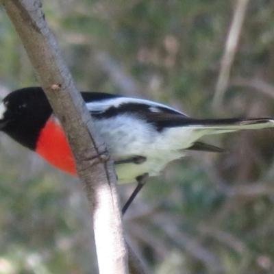 Petroica boodang (Scarlet Robin) at Uriarra Recreation Reserve - 19 May 2020 by RobParnell