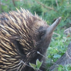 Tachyglossus aculeatus (Short-beaked Echidna) at Isaacs, ACT - 15 Apr 2020 by roymcd