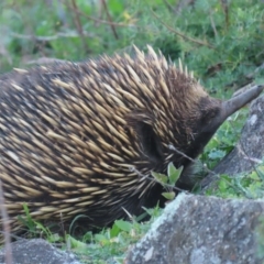 Tachyglossus aculeatus at Isaacs, ACT - 15 Apr 2020 05:13 PM