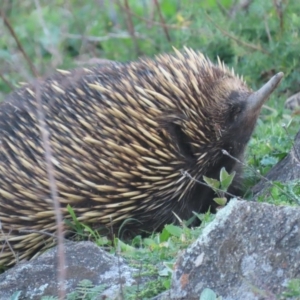 Tachyglossus aculeatus at Isaacs, ACT - 15 Apr 2020 05:13 PM