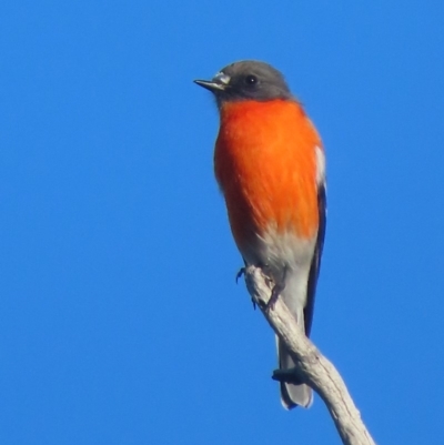 Petroica phoenicea (Flame Robin) at Isaacs Ridge and Nearby - 15 Apr 2020 by roymcd
