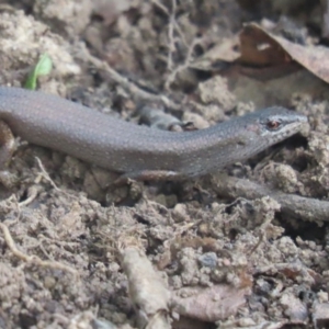 Saproscincus mustelinus at Griffith, ACT - 14 Apr 2020