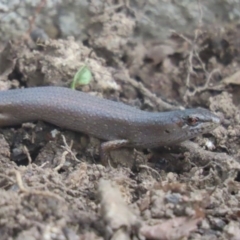 Saproscincus mustelinus at Griffith, ACT - 14 Apr 2020