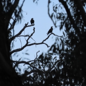 Aquila audax at Red Hill, ACT - 23 Mar 2020 06:27 PM