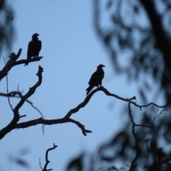 Aquila audax at Red Hill, ACT - 23 Mar 2020 06:27 PM