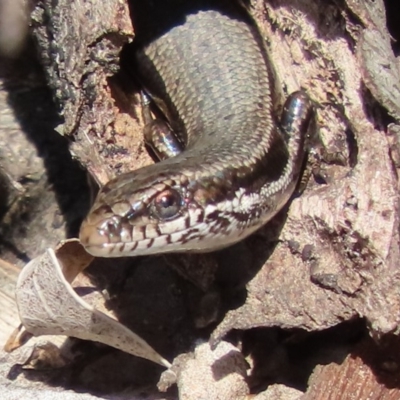 Morethia boulengeri (Boulenger's Skink) at Red Hill Nature Reserve - 31 Mar 2020 by roymcd