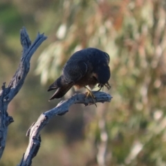 Falco longipennis (Australian Hobby) at Garran, ACT - 15 May 2020 by roymcd