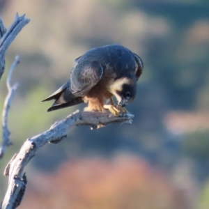 Falco longipennis at Garran, ACT - 15 May 2020