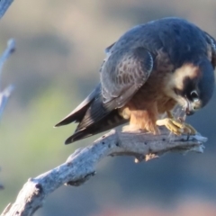 Falco longipennis at Garran, ACT - 15 May 2020