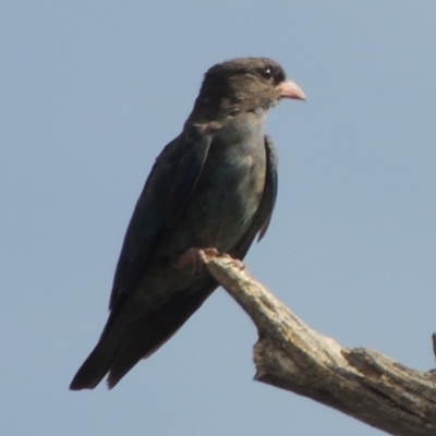 Eurystomus orientalis (Dollarbird) at Greenway, ACT - 22 Jan 2020 by MichaelBedingfield