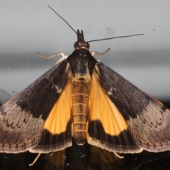 Uresiphita ornithopteralis (Tree Lucerne Moth) at Ainslie, ACT - 19 May 2020 by jbromilow50