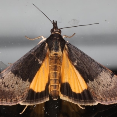 Uresiphita ornithopteralis (Tree Lucerne Moth) at Ainslie, ACT - 19 May 2020 by jbromilow50