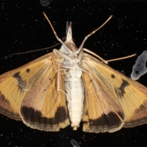 Uresiphita ornithopteralis at Ainslie, ACT - 19 May 2020