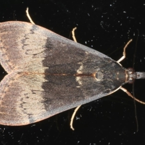 Uresiphita ornithopteralis at Ainslie, ACT - 19 May 2020