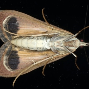 Uresiphita ornithopteralis at Ainslie, ACT - 19 May 2020