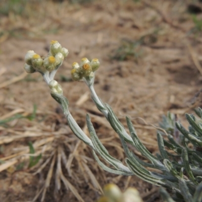 Pseudognaphalium luteoalbum (Jersey Cudweed) at Greenway, ACT - 22 Jan 2020 by MichaelBedingfield
