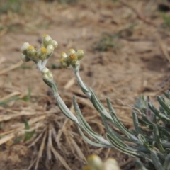 Pseudognaphalium luteoalbum (Jersey Cudweed) at Greenway, ACT - 22 Jan 2020 by michaelb
