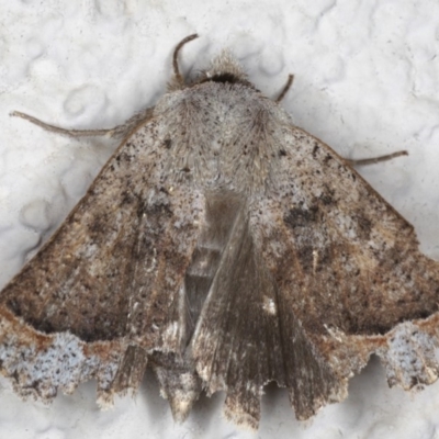 Pantydia diemeni (Erebinae) at Ainslie, ACT - 19 May 2020 by jbromilow50
