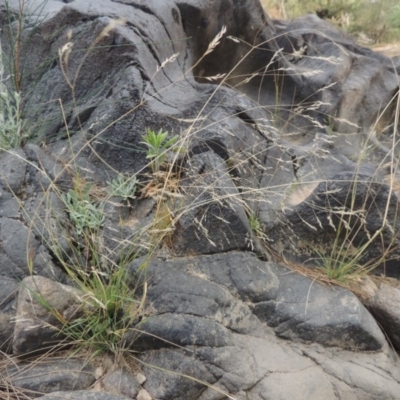 Lachnagrostis filiformis (Blown Grass) at Greenway, ACT - 22 Jan 2020 by MichaelBedingfield