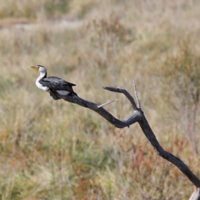 Microcarbo melanoleucos (Little Pied Cormorant) at Fyshwick, ACT - 17 May 2020 by TimL