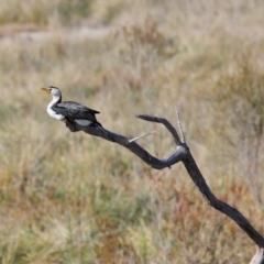 Microcarbo melanoleucos (Little Pied Cormorant) at Jerrabomberra Wetlands - 17 May 2020 by Tim L