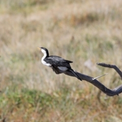 Microcarbo melanoleucos at Fyshwick, ACT - 17 May 2020