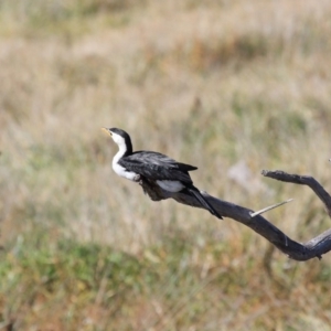 Microcarbo melanoleucos at Fyshwick, ACT - 17 May 2020