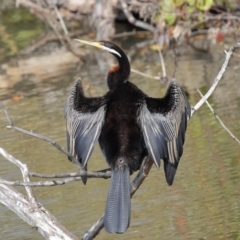 Anhinga novaehollandiae (Australasian Darter) at Fyshwick, ACT - 17 May 2020 by TimL