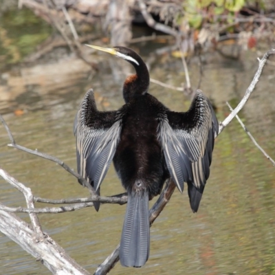 Anhinga novaehollandiae (Australasian Darter) at Fyshwick, ACT - 17 May 2020 by TimL