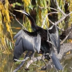 Anhinga novaehollandiae at Fyshwick, ACT - 17 May 2020