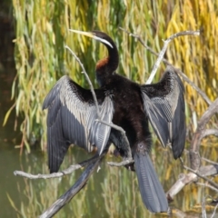 Anhinga novaehollandiae at Fyshwick, ACT - 17 May 2020